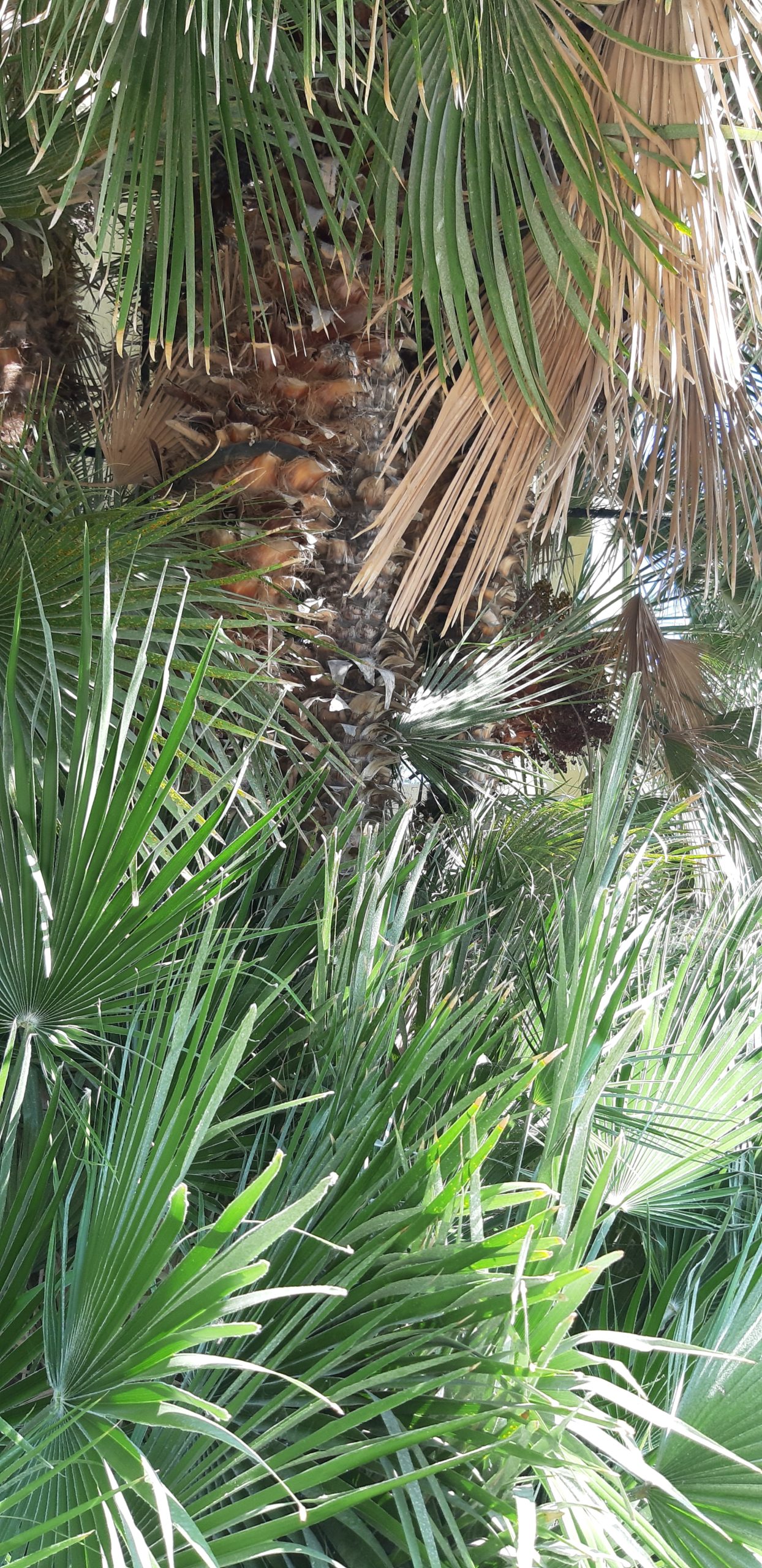 Der Botanische Garten von Padua duesselbotanica